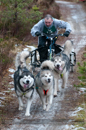 Racing Team in the Siberian Husky Club of GB Arden Grange Aviemore Sled Dog Rally 2012.