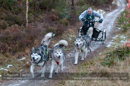 Racing Team in the Siberian Husky Club of GB Arden Grange Aviemore Sled Dog Rally 2012.