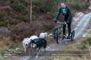 Racing Team in the Siberian Husky Club of GB Arden Grange Aviemore Sled Dog Rally 2012.