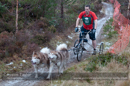 Racing Team in the Siberian Husky Club of GB Arden Grange Aviemore Sled Dog Rally 2012.