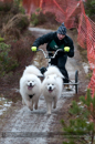 Racing Team in the Siberian Husky Club of GB Arden Grange Aviemore Sled Dog Rally 2012.