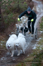 Racing Team in the Siberian Husky Club of GB Arden Grange Aviemore Sled Dog Rally 2012.
