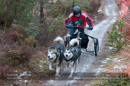 Racing Team in the Siberian Husky Club of GB Arden Grange Aviemore Sled Dog Rally 2012.