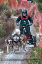 Racing Team in the Siberian Husky Club of GB Arden Grange Aviemore Sled Dog Rally 2012.