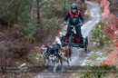 Racing Team in the Siberian Husky Club of GB Arden Grange Aviemore Sled Dog Rally 2012.