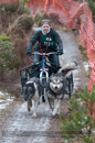 Racing Team in the Siberian Husky Club of GB Arden Grange Aviemore Sled Dog Rally 2012.