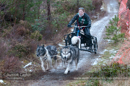 Class E2 dog sled racing team