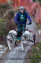 Racing Team in the Siberian Husky Club of GB Arden Grange Aviemore Sled Dog Rally 2012.
