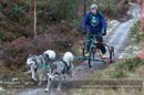 Racing Team in the Siberian Husky Club of GB Arden Grange Aviemore Sled Dog Rally 2012.