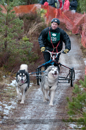 Racing Team in the Siberian Husky Club of GB Arden Grange Aviemore Sled Dog Rally 2012.