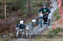 Racing Team in the Siberian Husky Club of GB Arden Grange Aviemore Sled Dog Rally 2012.
