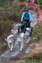 Racing Team in the Siberian Husky Club of GB Arden Grange Aviemore Sled Dog Rally 2012.