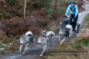 Racing Team in the Siberian Husky Club of GB Arden Grange Aviemore Sled Dog Rally 2012.