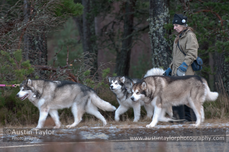 Racing Team in the Siberian Husky Club of GB Arden Grange Aviemore Sled Dog Rally 2012.