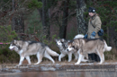 Racing Team in the Siberian Husky Club of GB Arden Grange Aviemore Sled Dog Rally 2012.