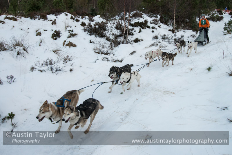 Class A Racing Team in the 30th Siberian Husky Club of GB Arden Grange Aviemore Sled Dog Rally 2013