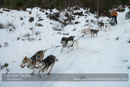 Class A Racing Team in the 30th Siberian Husky Club of GB Arden Grange Aviemore Sled Dog Rally 2013