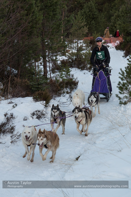 Class B Racing Team in the 30th Siberian Husky Club of GB Arden Grange Aviemore Sled Dog Rally 2013
