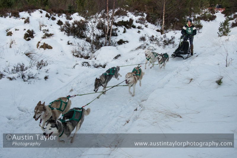 Class B Racing Team in the 30th Siberian Husky Club of GB Arden Grange Aviemore Sled Dog Rally 2013