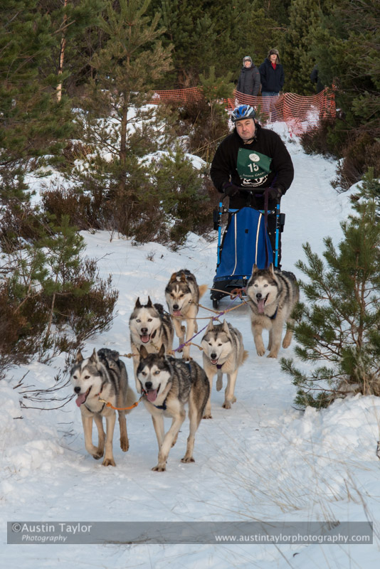 Class B Racing Team in the 30th Siberian Husky Club of GB Arden Grange Aviemore Sled Dog Rally 2013