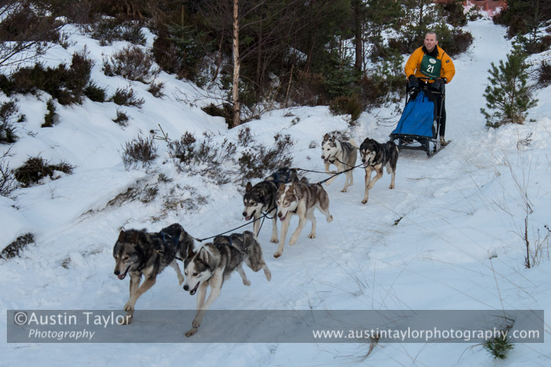 Class B Racing Team in the 30th Siberian Husky Club of GB Arden Grange Aviemore Sled Dog Rally 2013