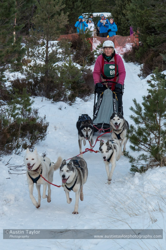Class B Racing Team in the 30th Siberian Husky Club of GB Arden Grange Aviemore Sled Dog Rally 2013