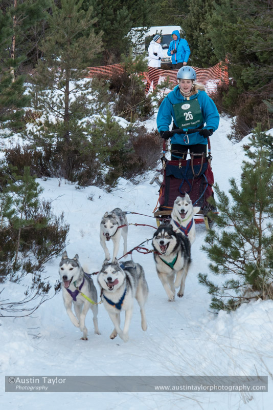 Class B Racing Team in the 30th Siberian Husky Club of GB Arden Grange Aviemore Sled Dog Rally 2013