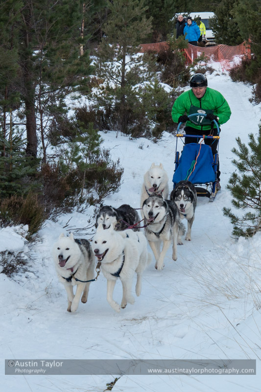 Class B Racing Team in the 30th Siberian Husky Club of GB Arden Grange Aviemore Sled Dog Rally 2013