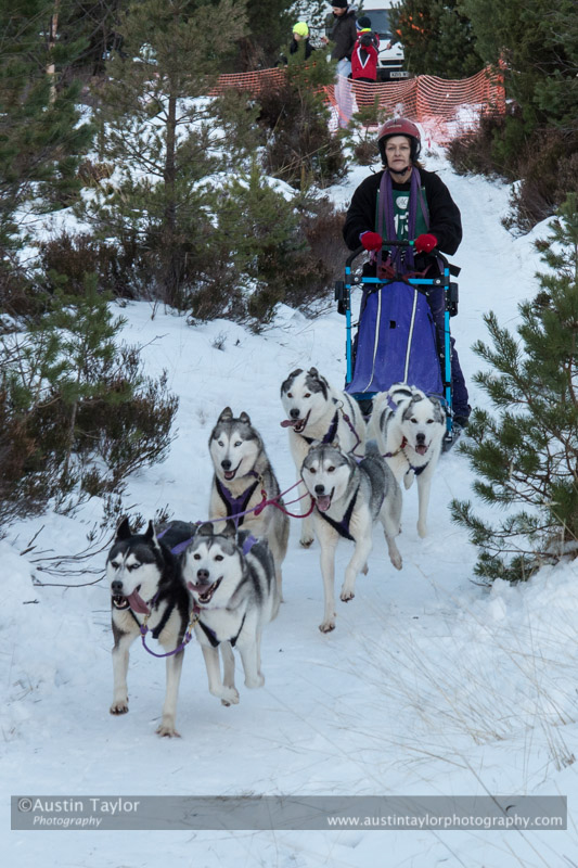 Class B Racing Team in the 30th Siberian Husky Club of GB Arden Grange Aviemore Sled Dog Rally 2013
