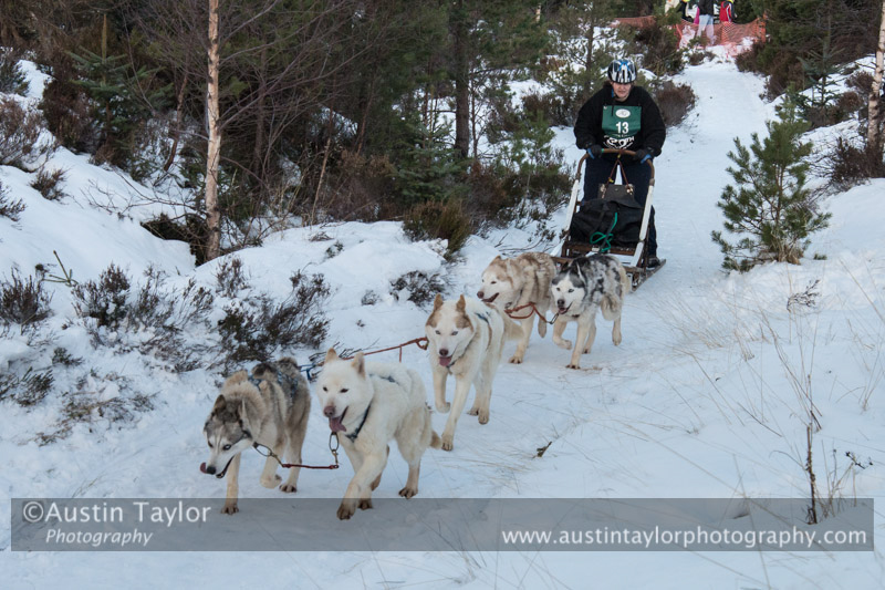 Class B Racing Team in the 30th Siberian Husky Club of GB Arden Grange Aviemore Sled Dog Rally 2013