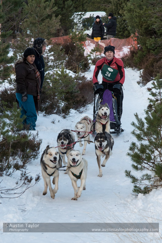 Class B Racing Team in the 30th Siberian Husky Club of GB Arden Grange Aviemore Sled Dog Rally 2013