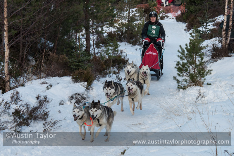 Class B Racing Team in the 30th Siberian Husky Club of GB Arden Grange Aviemore Sled Dog Rally 2013