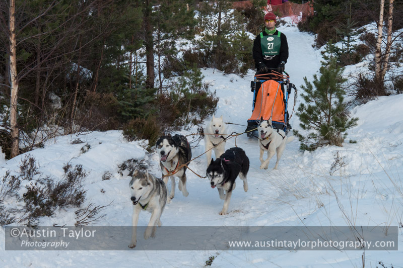 Class B Racing Team in the 30th Siberian Husky Club of GB Arden Grange Aviemore Sled Dog Rally 2013