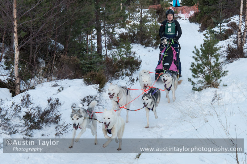 Class B Racing Team in the 30th Siberian Husky Club of GB Arden Grange Aviemore Sled Dog Rally 2013
