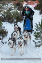 Class B Racing Team in the 30th Siberian Husky Club of GB Arden Grange Aviemore Sled Dog Rally 2013