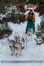 Class B Racing Team in the 30th Siberian Husky Club of GB Arden Grange Aviemore Sled Dog Rally 2013