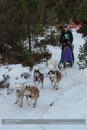 Class B Racing Team in the 30th Siberian Husky Club of GB Arden Grange Aviemore Sled Dog Rally 2013