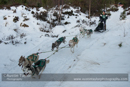 Class B Racing Team in the 30th Siberian Husky Club of GB Arden Grange Aviemore Sled Dog Rally 2013