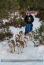 Class B Racing Team in the 30th Siberian Husky Club of GB Arden Grange Aviemore Sled Dog Rally 2013
