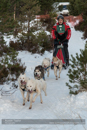 Class B Racing Team in the 30th Siberian Husky Club of GB Arden Grange Aviemore Sled Dog Rally 2013