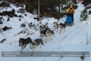 Class B Racing Team in the 30th Siberian Husky Club of GB Arden Grange Aviemore Sled Dog Rally 2013