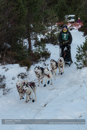 Class B Racing Team in the 30th Siberian Husky Club of GB Arden Grange Aviemore Sled Dog Rally 2013