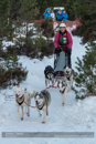 Class B Racing Team in the 30th Siberian Husky Club of GB Arden Grange Aviemore Sled Dog Rally 2013