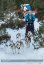 Class B Racing Team in the 30th Siberian Husky Club of GB Arden Grange Aviemore Sled Dog Rally 2013