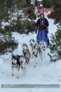 Class B Racing Team in the 30th Siberian Husky Club of GB Arden Grange Aviemore Sled Dog Rally 2013