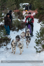 Class B Racing Team in the 30th Siberian Husky Club of GB Arden Grange Aviemore Sled Dog Rally 2013