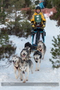 Class B Racing Team in the 30th Siberian Husky Club of GB Arden Grange Aviemore Sled Dog Rally 2013