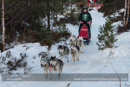 Class B Racing Team in the 30th Siberian Husky Club of GB Arden Grange Aviemore Sled Dog Rally 2013