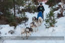 Class B dog sled racing team