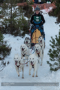 Class B Racing Team in the 30th Siberian Husky Club of GB Arden Grange Aviemore Sled Dog Rally 2013